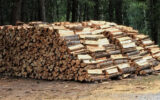 lemne de foc 5