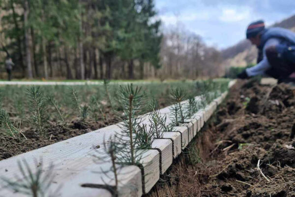 plantare mai 2024
