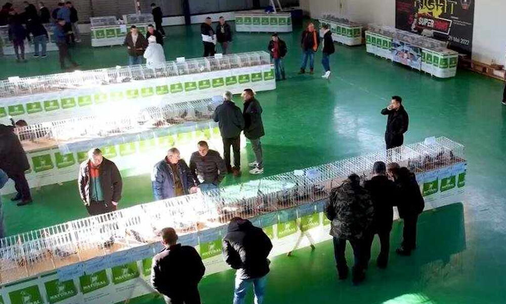 expo porumbei