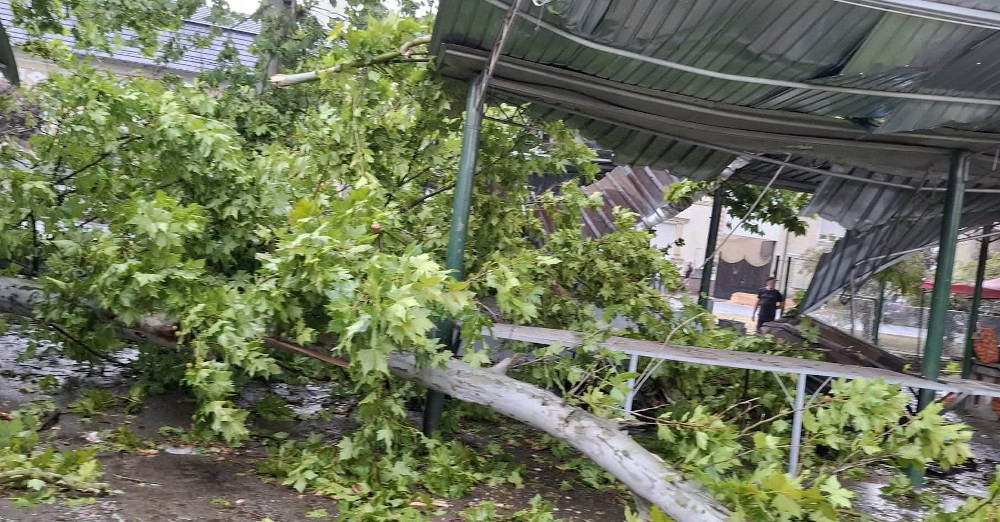 arbori cazuȚi